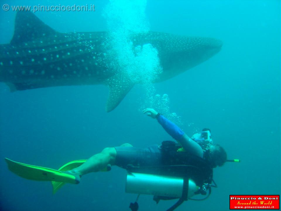 Djibouti - Pinuccio e Doni in immersione con Squalo Balena - 08.jpg